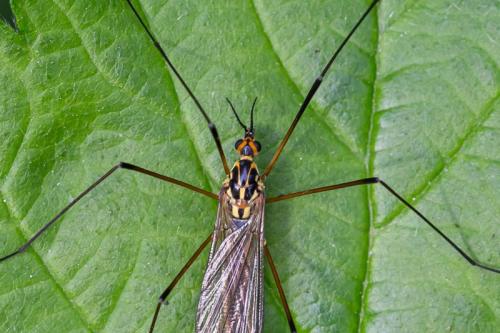 Nephrotoma flavescens